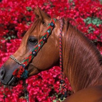 Beautiful Horse