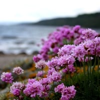 PINK BEACH