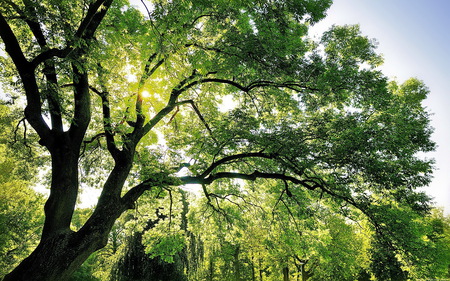 Before autumn - summer, light, leaves, trees, sunshine, green