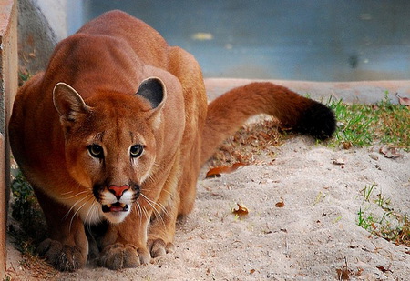 Ready to pounce - black, cat, grass, sand, hunter, white, brown, ready to pounce, cougar