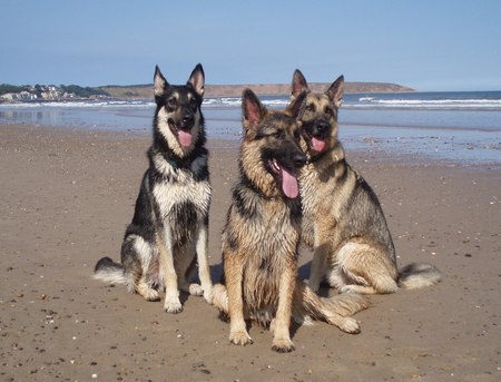 The 3 Amigos - german shepherds, dogs, beach, three