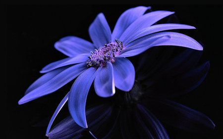 Blue flower - black, flower, nature, blue