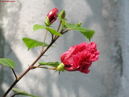 flower bud - red, flower, hibiscus, nature, bud