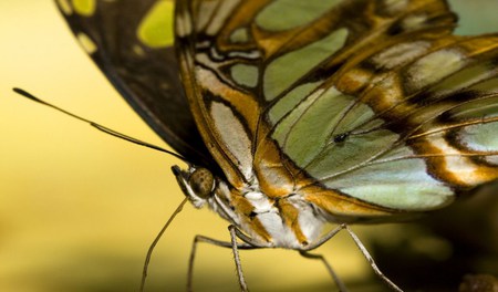 Butterflies - insect, nature, animals, butterflies