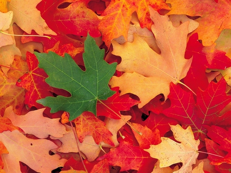 Leaves Forest - nature, red, green, leaves