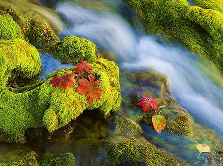 The last leaves of autumn - red autumn leaves, moss, waterfall, foam, rocks