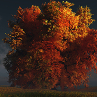 Autumn tree