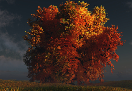 Autumn tree - amazing, autumn, colors, tree, sky