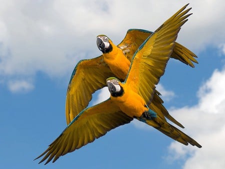 Yellows Parrots - flying, picture, yellows, parrots, beautiful