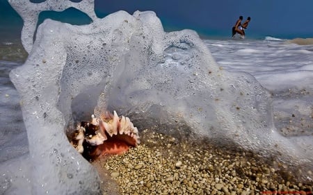 seashell - water, beach, seashell, sand