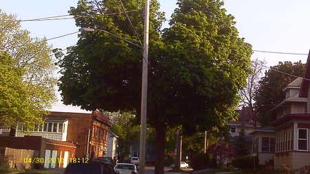 walking to the store - street, trees, photo, nature