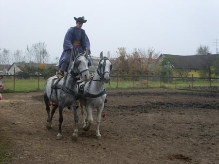 Hungary-csikos - horses, sport, anymals, hungary