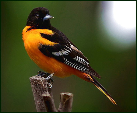 Baltimore Oriole - white, twig, baltimore oriole, bird, black, yellow, sunshine