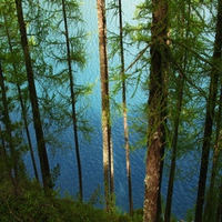 Forest Trees and the Lake