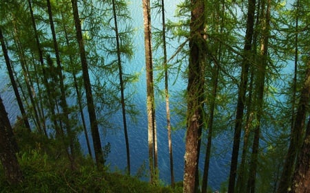 Forest Trees and the Lake