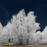 Ghostly trees