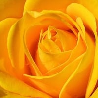 Yellow Rose