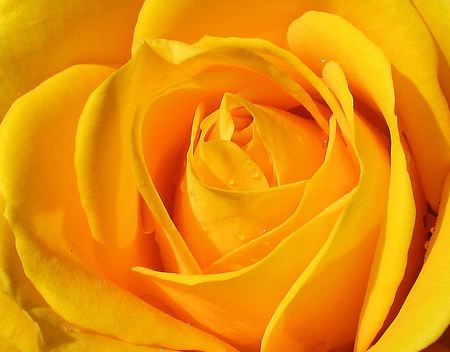 Yellow Rose - yellow, rose, flower, beautiful