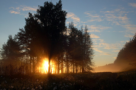 Sunset - flowers, pine trees, sunset, beautiful, evening, art photo, field, sky