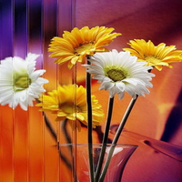 Mirrors and daisies