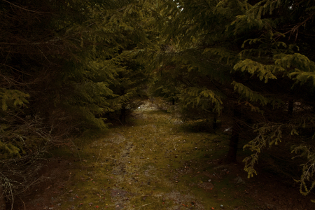 Dark forest - road, forest, dark, mystic