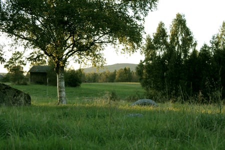 Summer view - fields, summer, sunset, grass