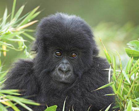 Hello There - animal, green, funny, gorilla