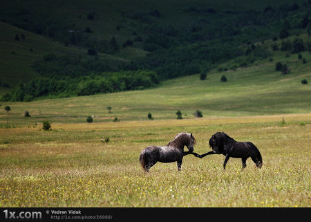 How Do You Do - horses, animals, funny, fields