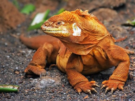 Komodo Dragon - animal, orange, reptile, dragon