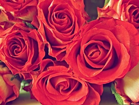 Roses - flowers, roses, nature, red, buncha