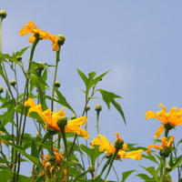 Yellow flowers Green leaves and blue sky