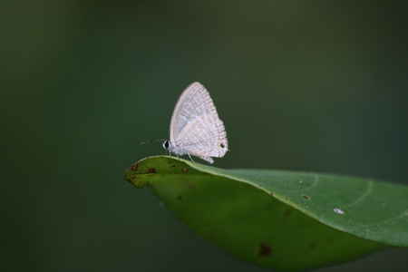 Butterfly on a leaf - butterfly, palakkad, leaf, kerala