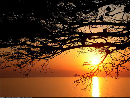 Sunset - beauty, nature, places, sun, sunsets, water, tree, gold