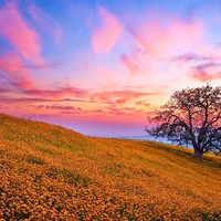 Morning wildflowers