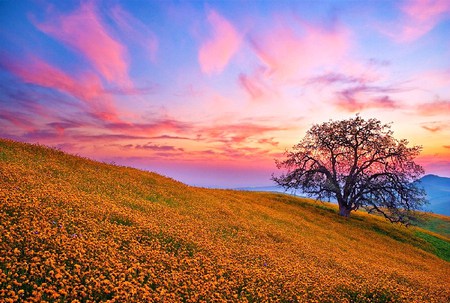 Morning wildflowers - clouds, hills, gold wildflowers, field, pink and gold, tree, sky