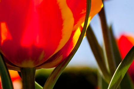 melissa - creature, nature, red, melissa, flower