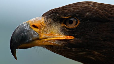 Symbol of Liberty - bird, eagle, animal, beak, eye, feathers