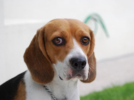 Sweet beagle - beagle, animal, pet, sweet, puppy, dog