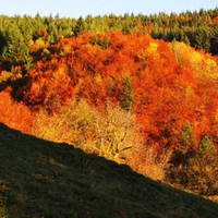 Beautiful Fall in Rhodopy mountain