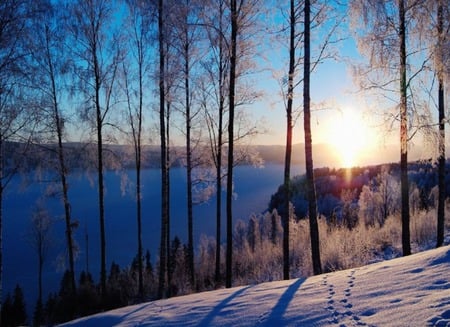 sunrise near a lake - sunrise, lake, trees, water