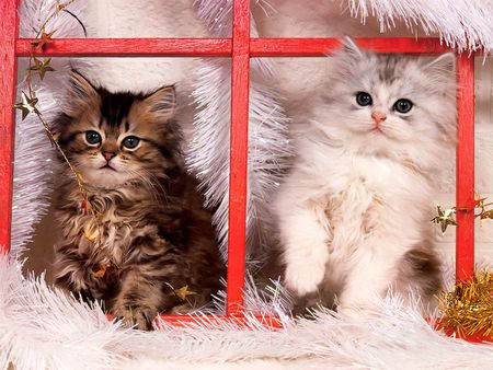 Christmas kittens - window, cat, snow, holiday, sweet, kitten, christmas