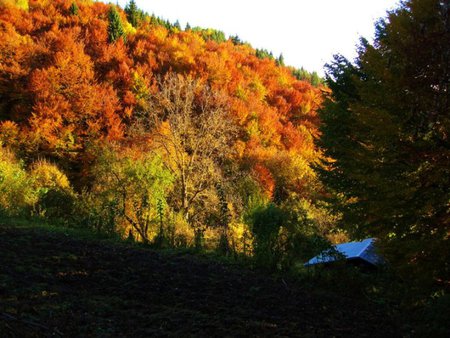 Up in the Mountains - house, trees, photography, forest, mountain, fall, coluors, roof, autumn, bulgaria