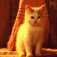 Golden cat