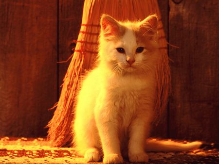 Golden cat - broom, kitten, light, sweet, cat