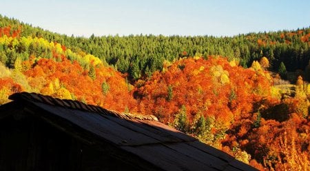 Autumn - forest, fall, roof, photography, house, trees, mountain, autumn, bulgaria