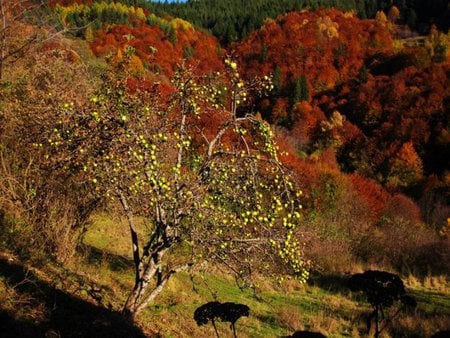 Autumn Apple - colors, forest, mountain, tree, fall, photogrphy, autumn, apple, bulgaria