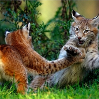 PLAYFUL LYNX