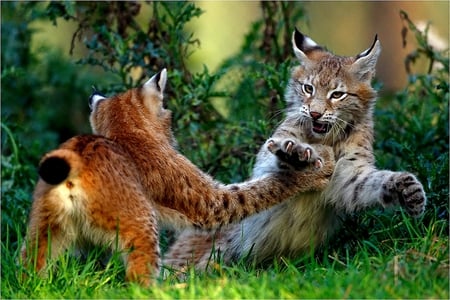 PLAYFUL LYNX - two, wild, cats, playing, lynx