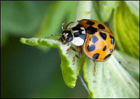 Lady Bug - lady bug, beautiful, cool, picture