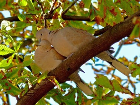 Love Birds - picture, beautiful, love, doves, birds